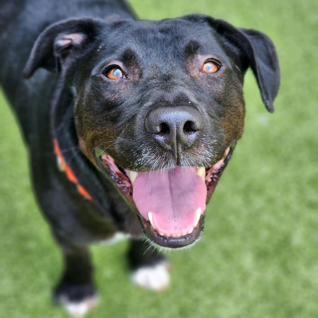 Enlarge Night Time, a Adoptable mixed breed in Greensboro, NC image 3/6
