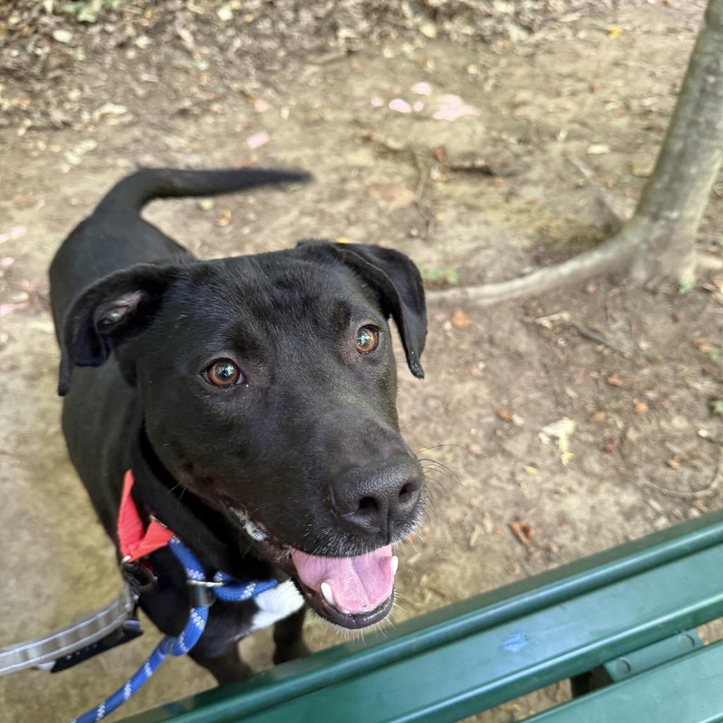 Enlarge Night Time, a Adoptable mixed breed in Greensboro, NC image 4/6