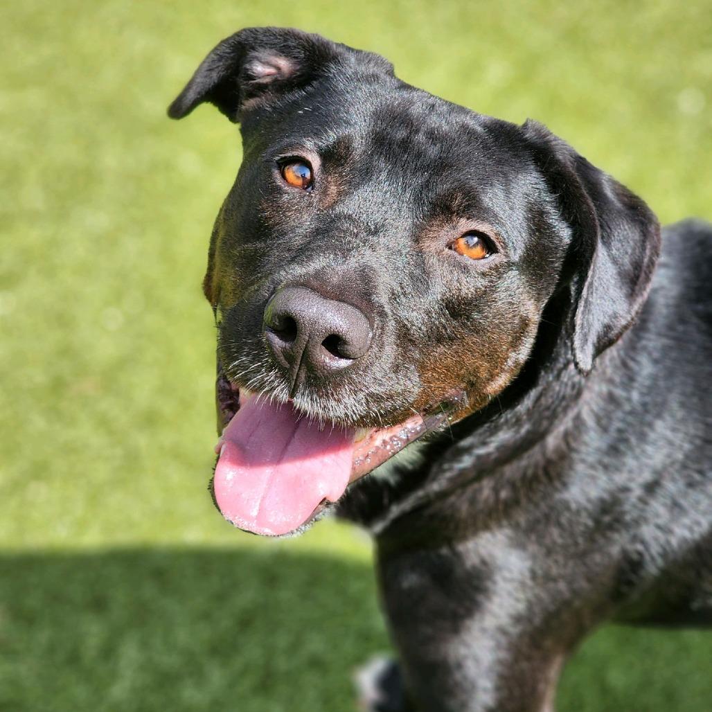 Enlarge Night Time, a Adoptable mixed breed in Greensboro, NC image 5/6