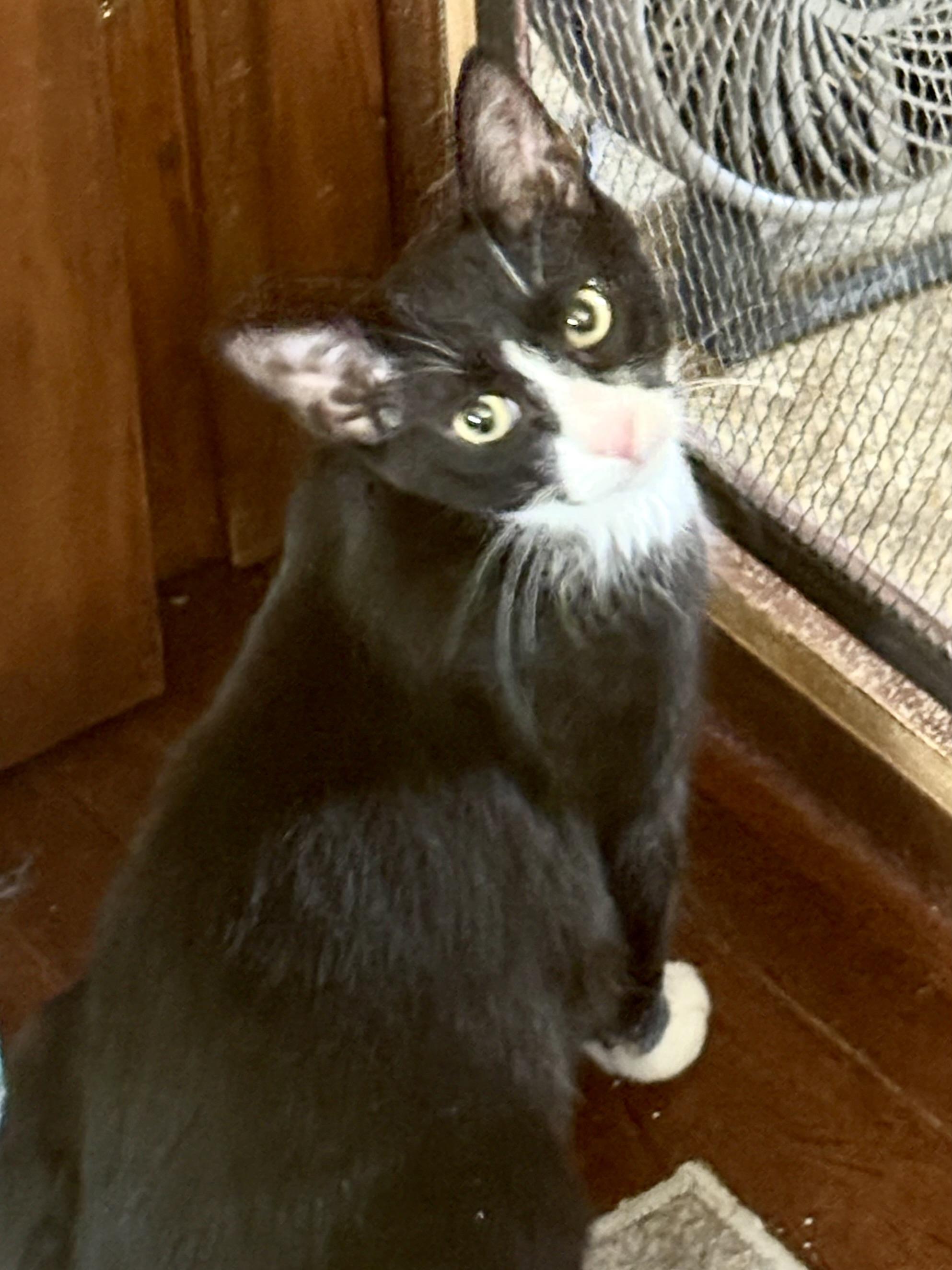 Enlarge Simon, a Adoptable mixed breed in Belvidere, IL image 1/2