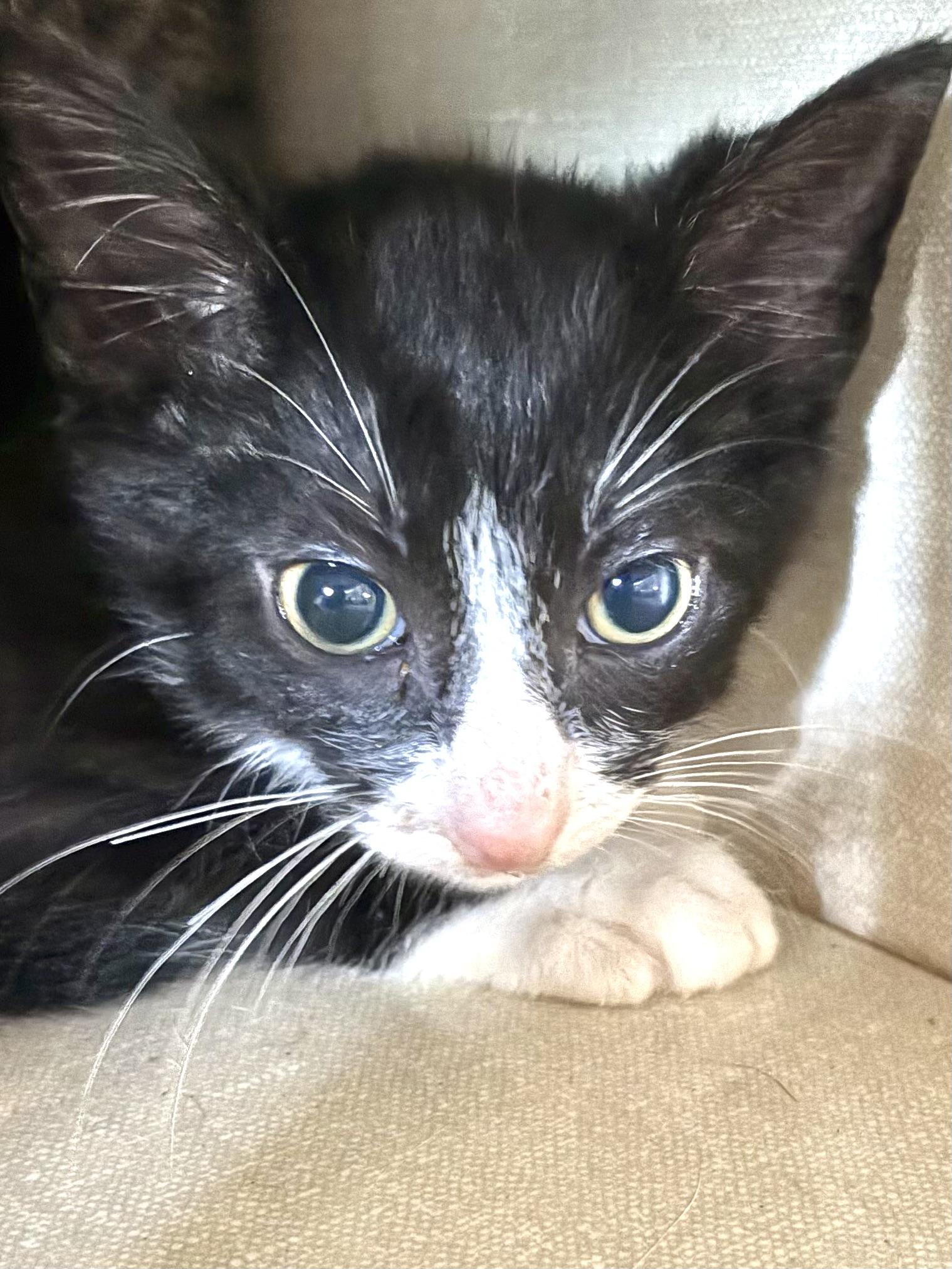 Simon, Adoptable, Kitten Male Domestic Short Hair & Tuxedo.