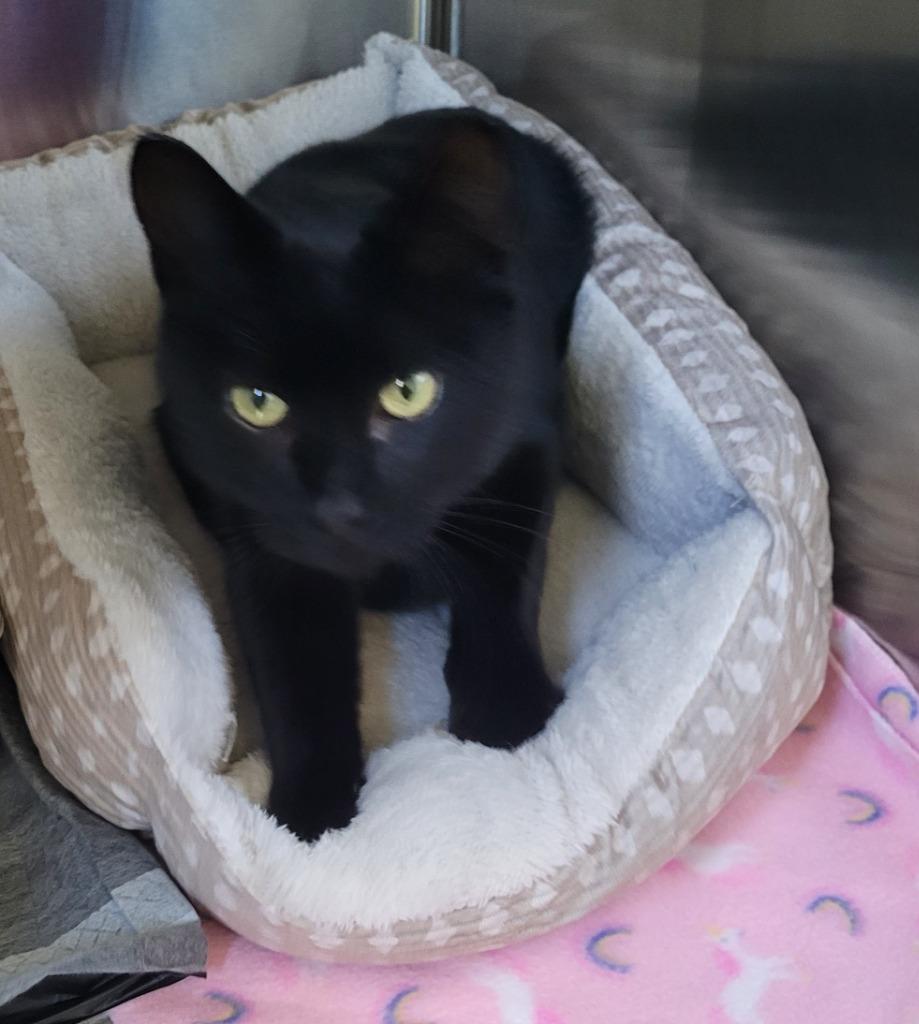 Enlarge Shadow, a Adoptable mixed breed in Grand Rapids, MN image 1/1