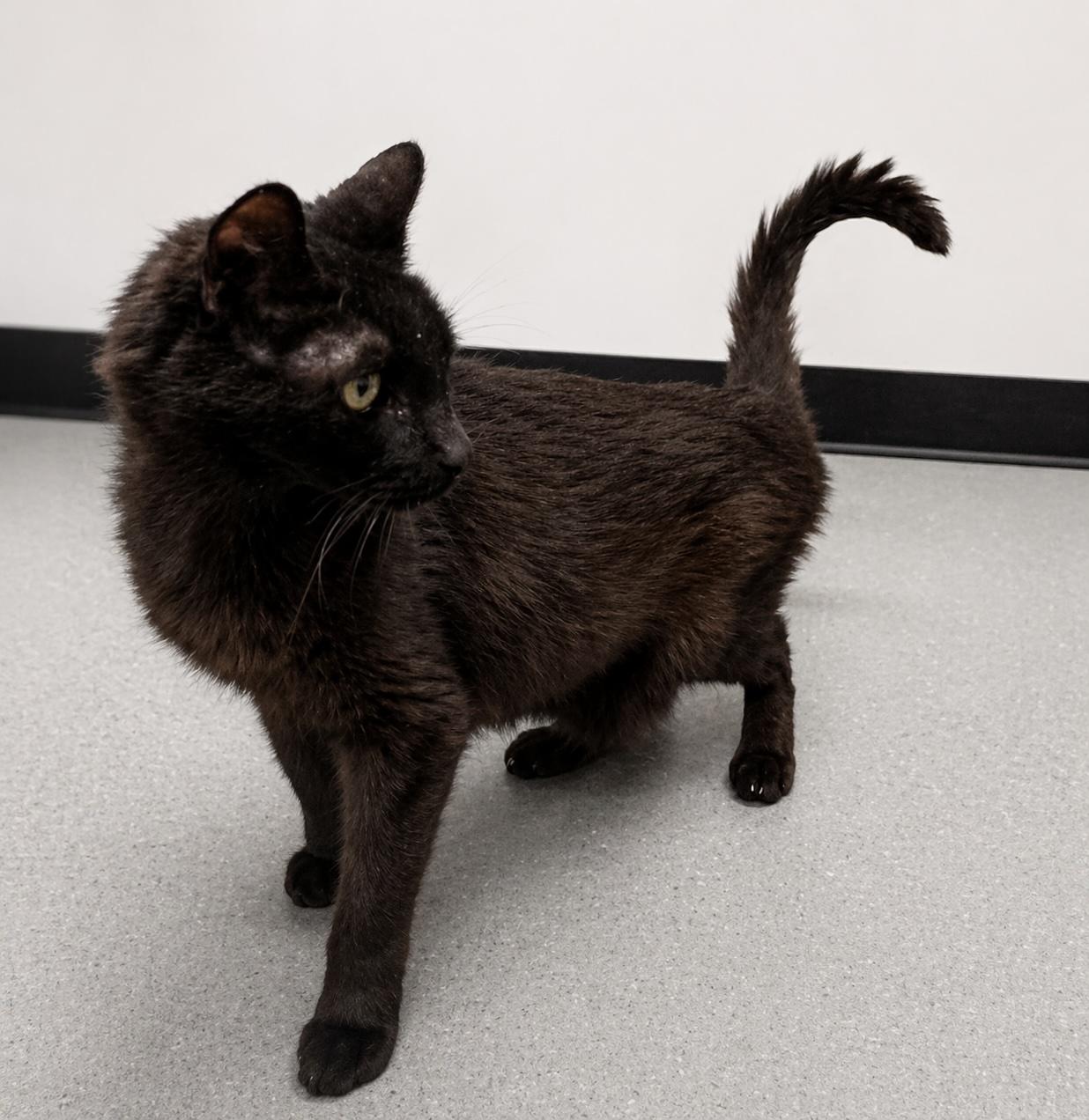 Enlarge Dorian, a ADOPTABLE Domestic Short Hair in Mount Royal, NJ image 1/1