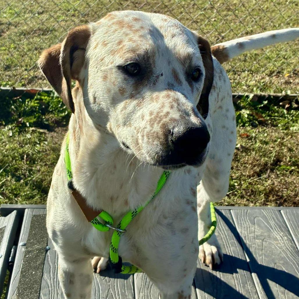 Enlarge Lorraine, a ADOPTABLE Mixed Breed in Cape Girardeau, MO image 5/6