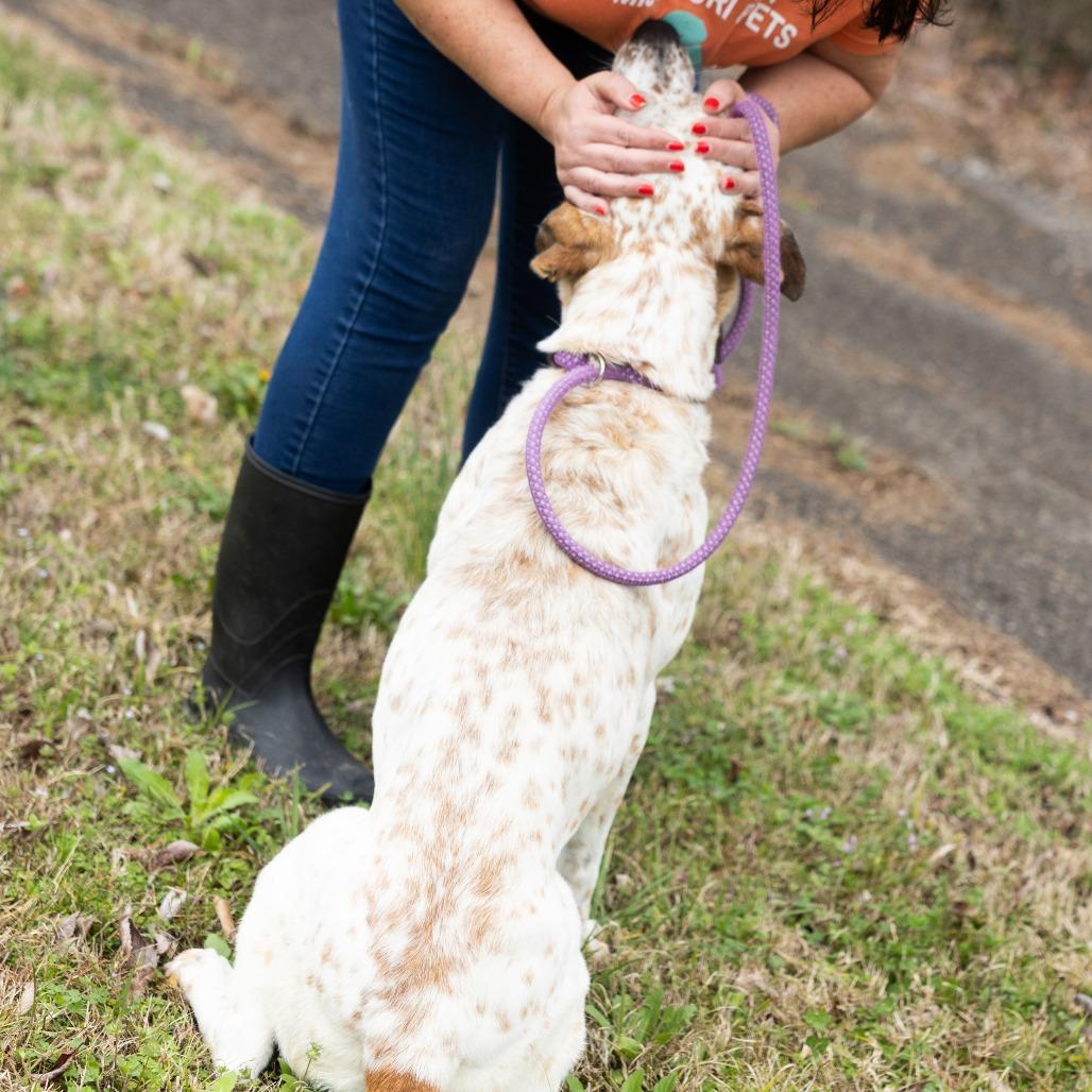 Enlarge Lorraine, a ADOPTABLE Mixed Breed in Cape Girardeau, MO image 4/6