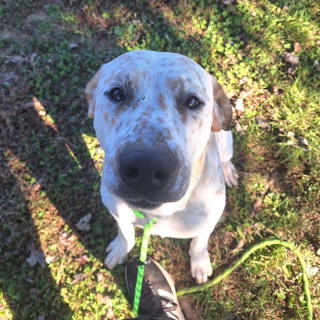 Enlarge Lorraine, a ADOPTABLE Mixed Breed in Cape Girardeau, MO image 6/6