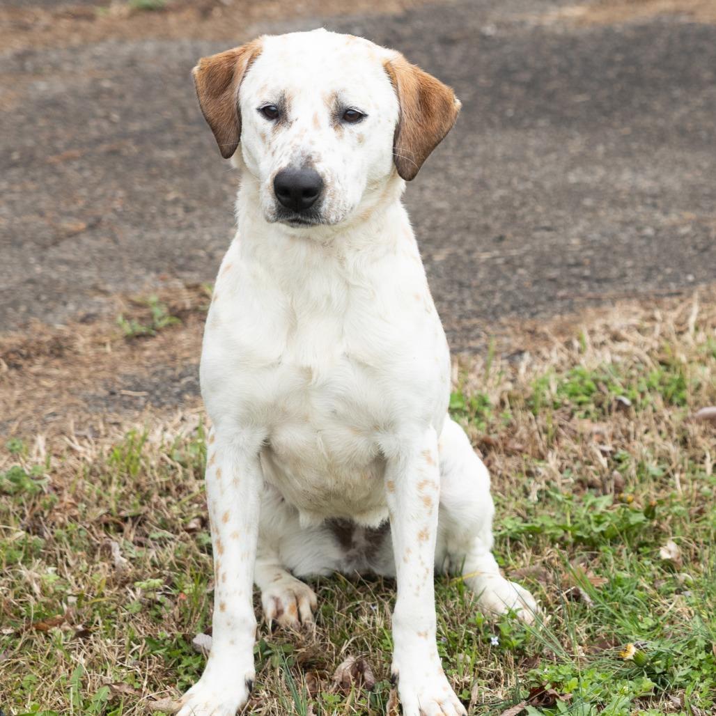 Lorraine, ADOPTABLE, Adult Female Mixed Breed.