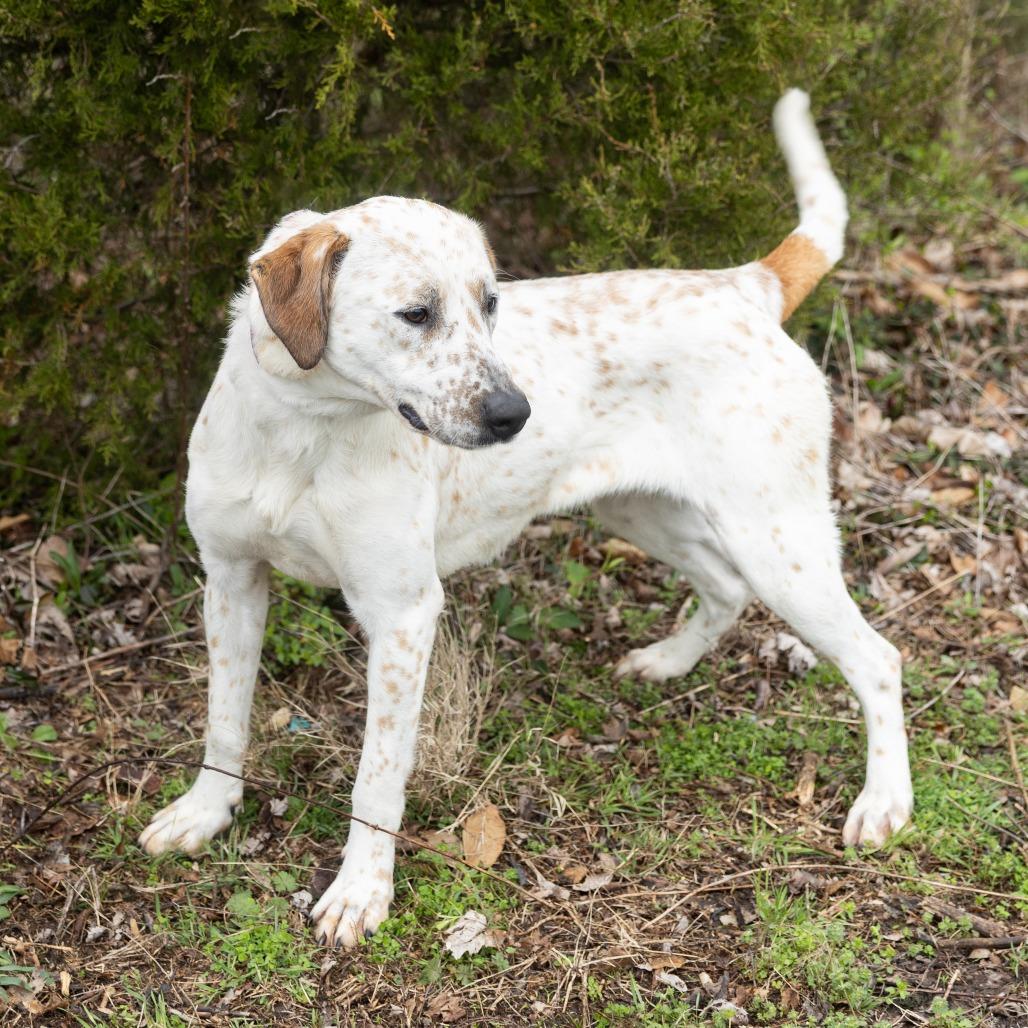 Enlarge Lorraine, a ADOPTABLE Mixed Breed in Cape Girardeau, MO image 3/6