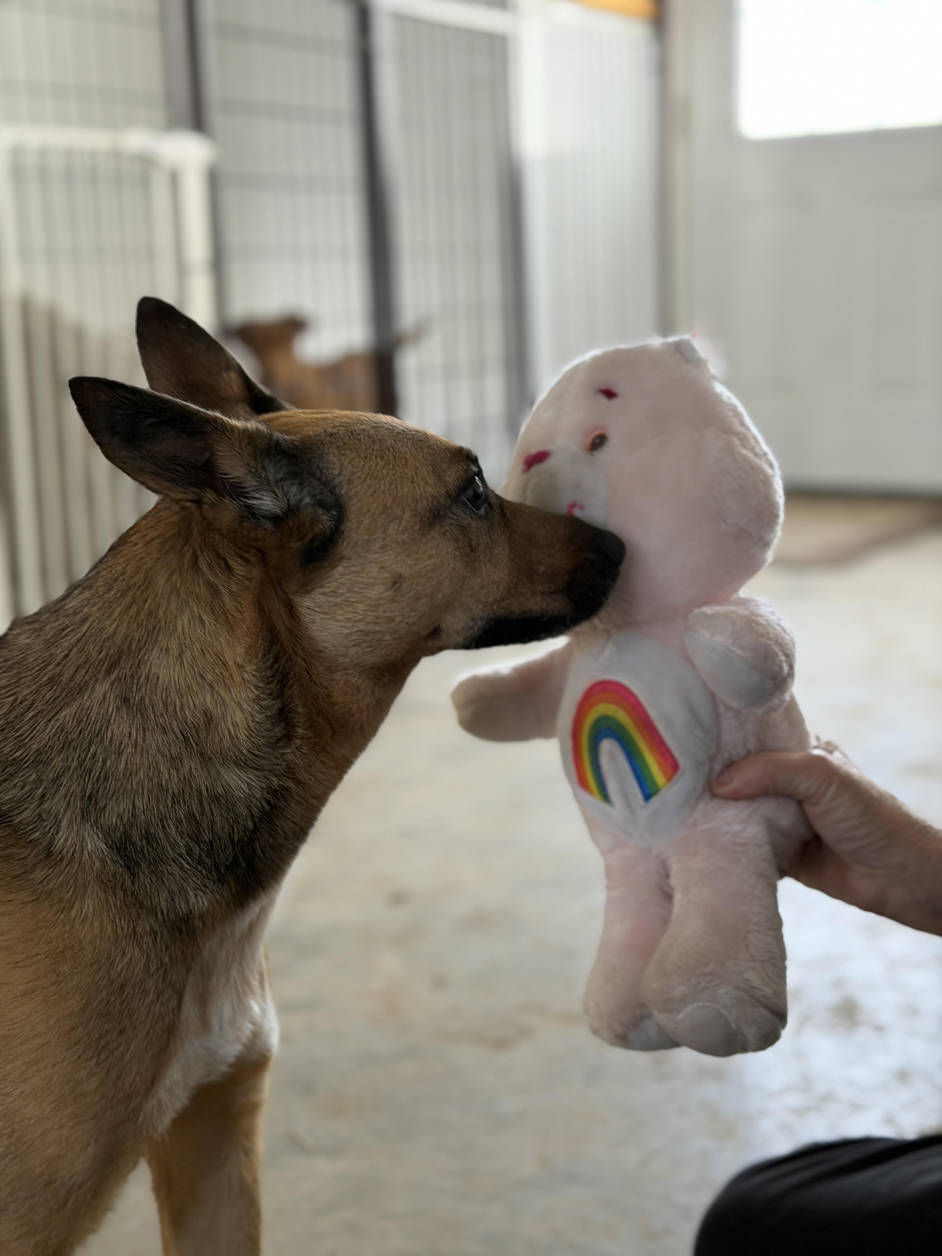 Ivy, adopted, Adult Female Belgian Shepherd / Malinois.