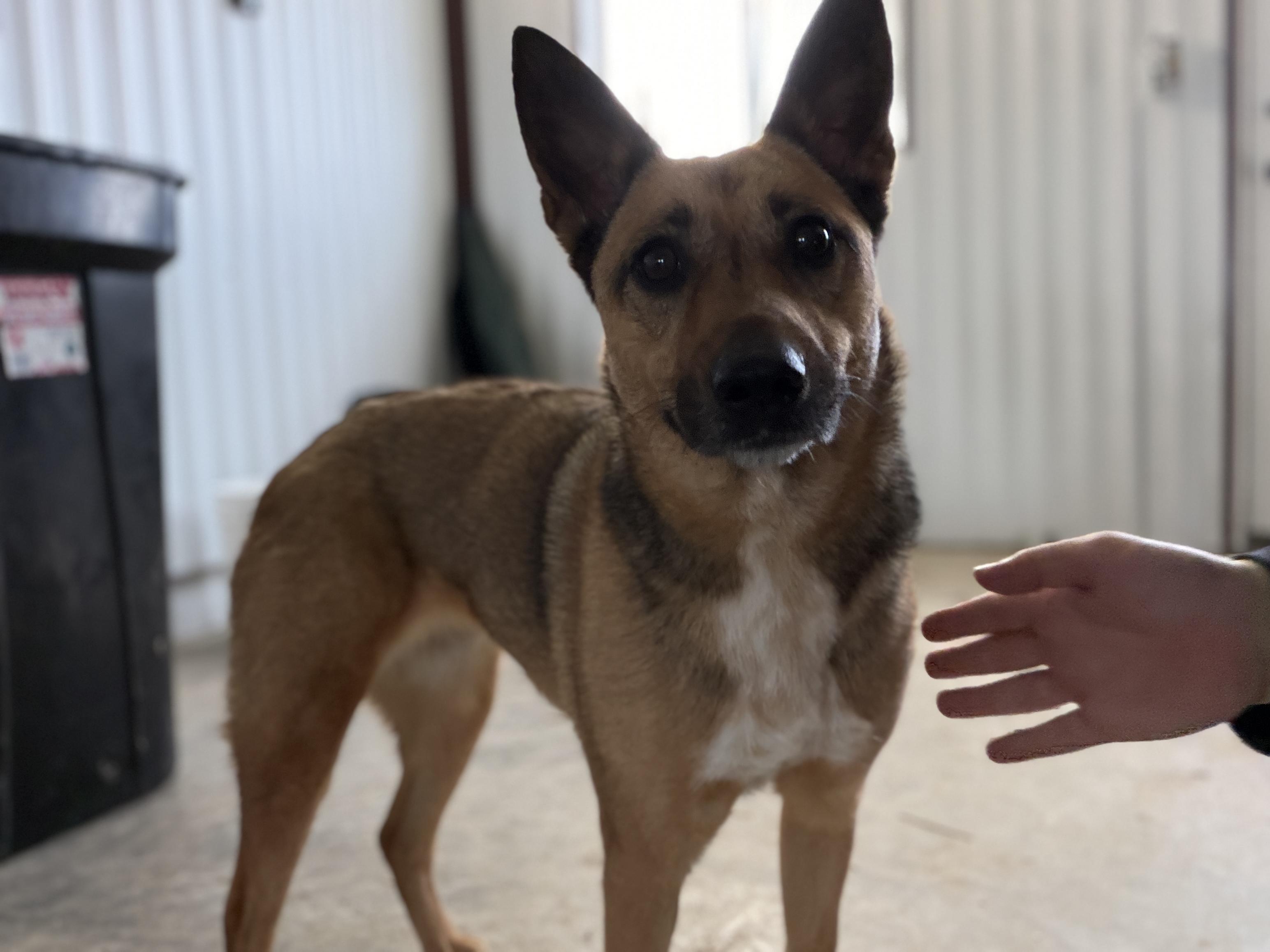 Enlarge Ivy, an adopted mixed breed in Alliance, OH image 3/4