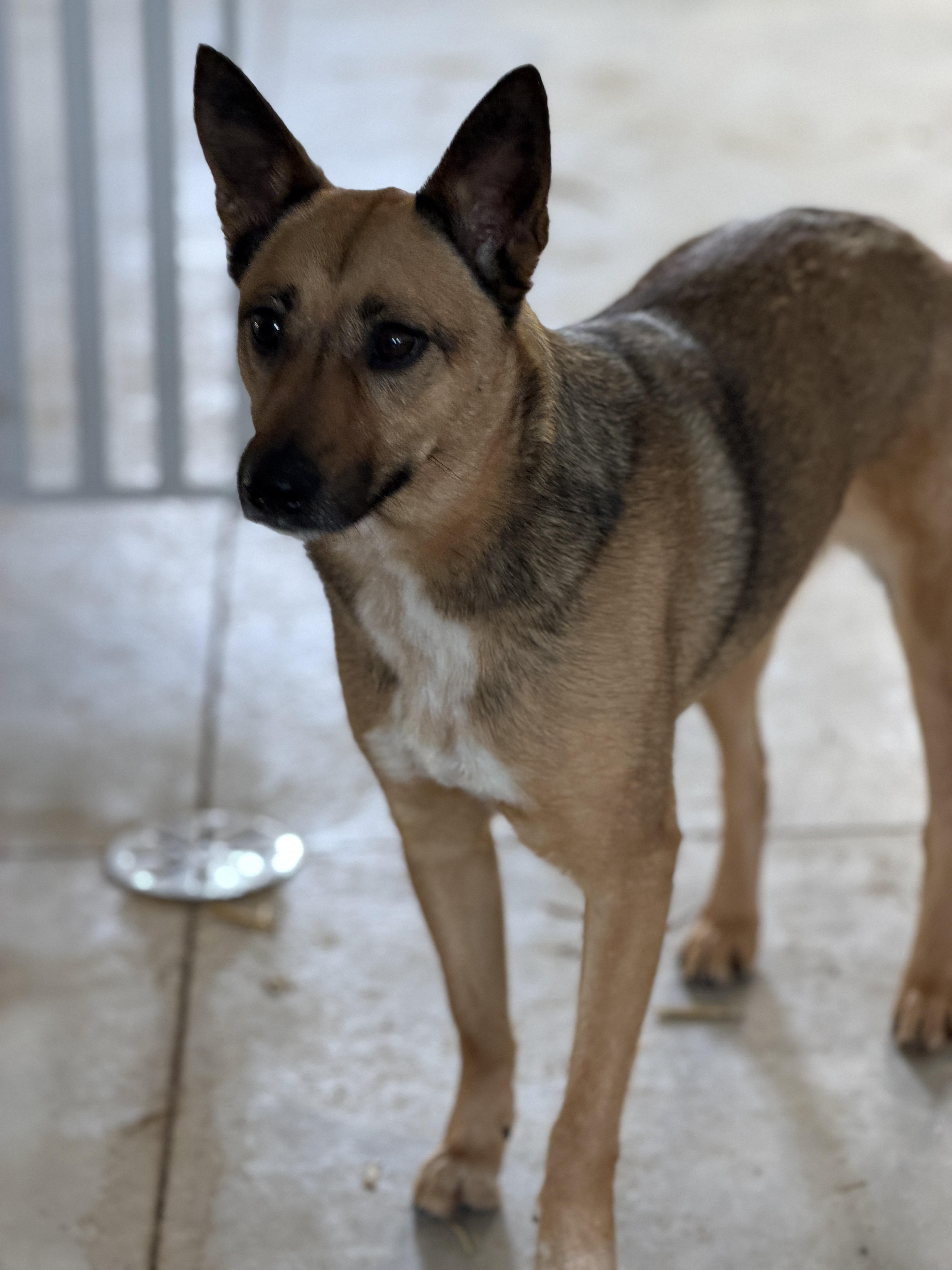 Enlarge Ivy, an adopted mixed breed in Alliance, OH image 2/4