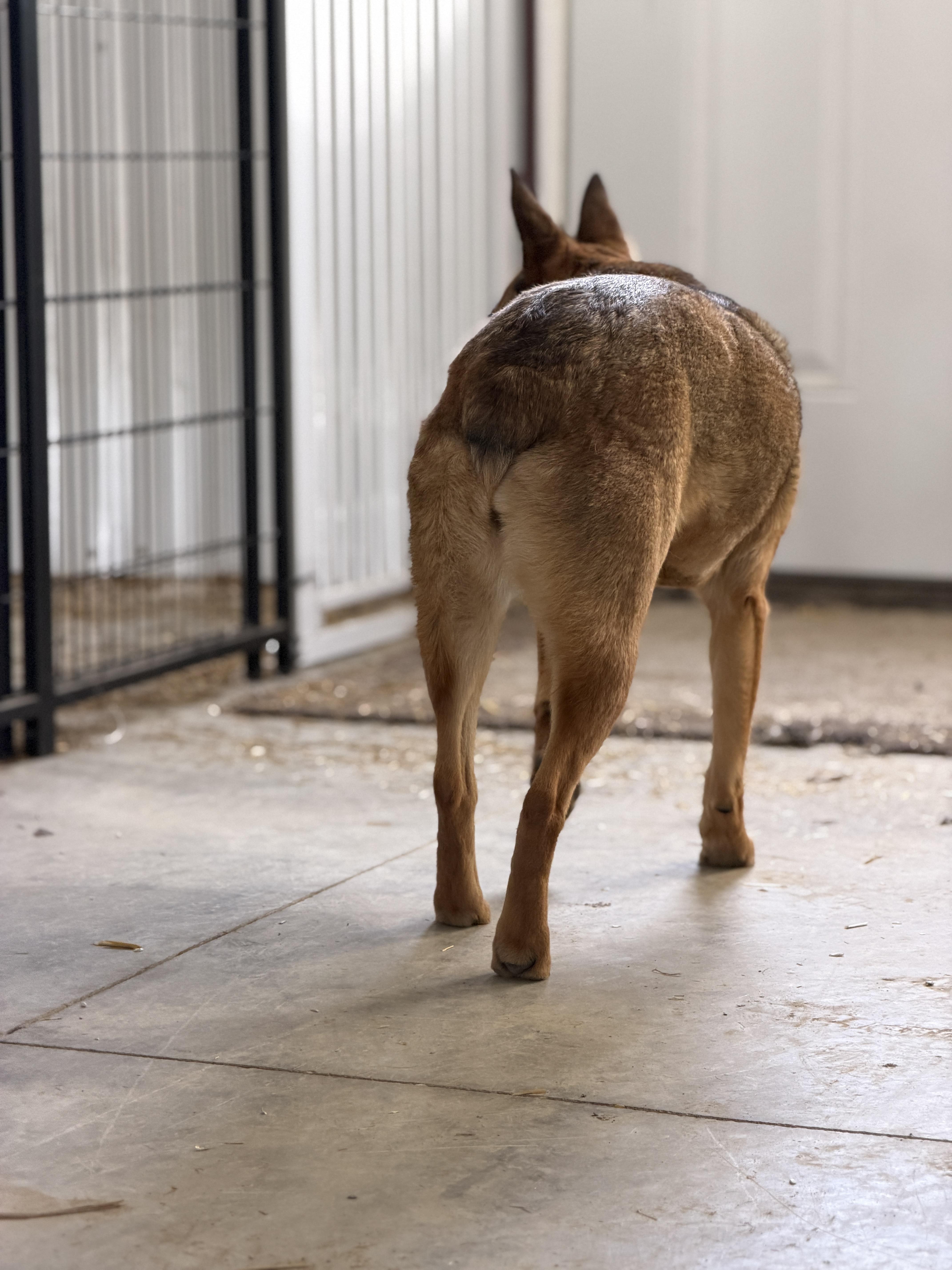 Enlarge Ivy, an adopted mixed breed in Alliance, OH image 4/4