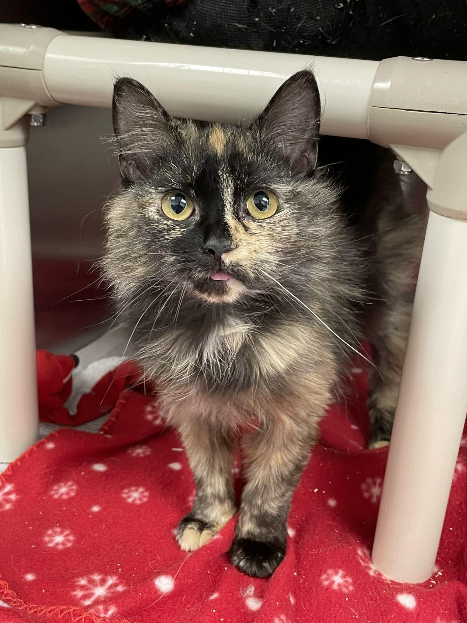 Enlarge Squeak, a Adopted Domestic Medium Hair in Covington, VA image 1/1