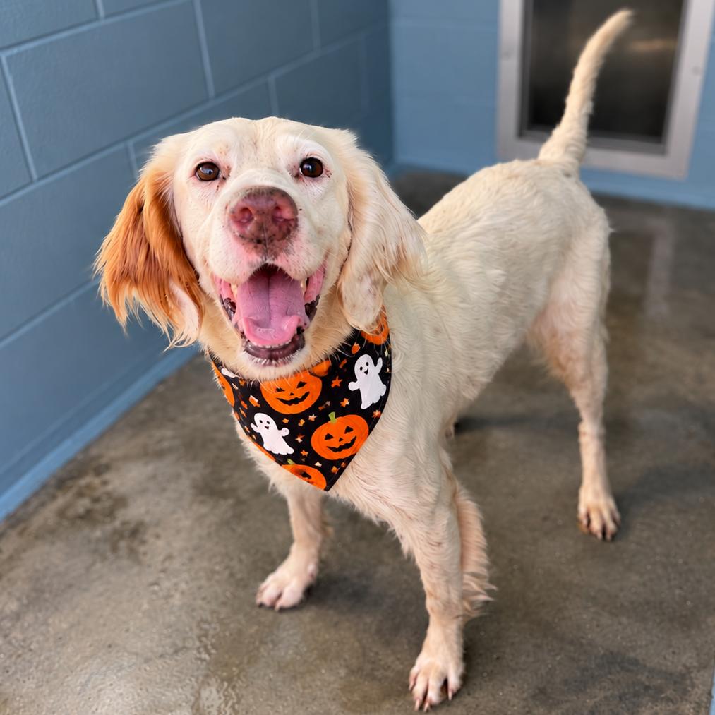Candy Corn, Adoptable, Adult Female English Setter & Mixed Breed.
