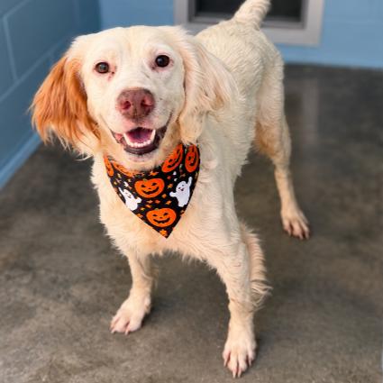 Enlarge Candy Corn, a Adoptable mixed breed in Buffalo, MN image 2/2