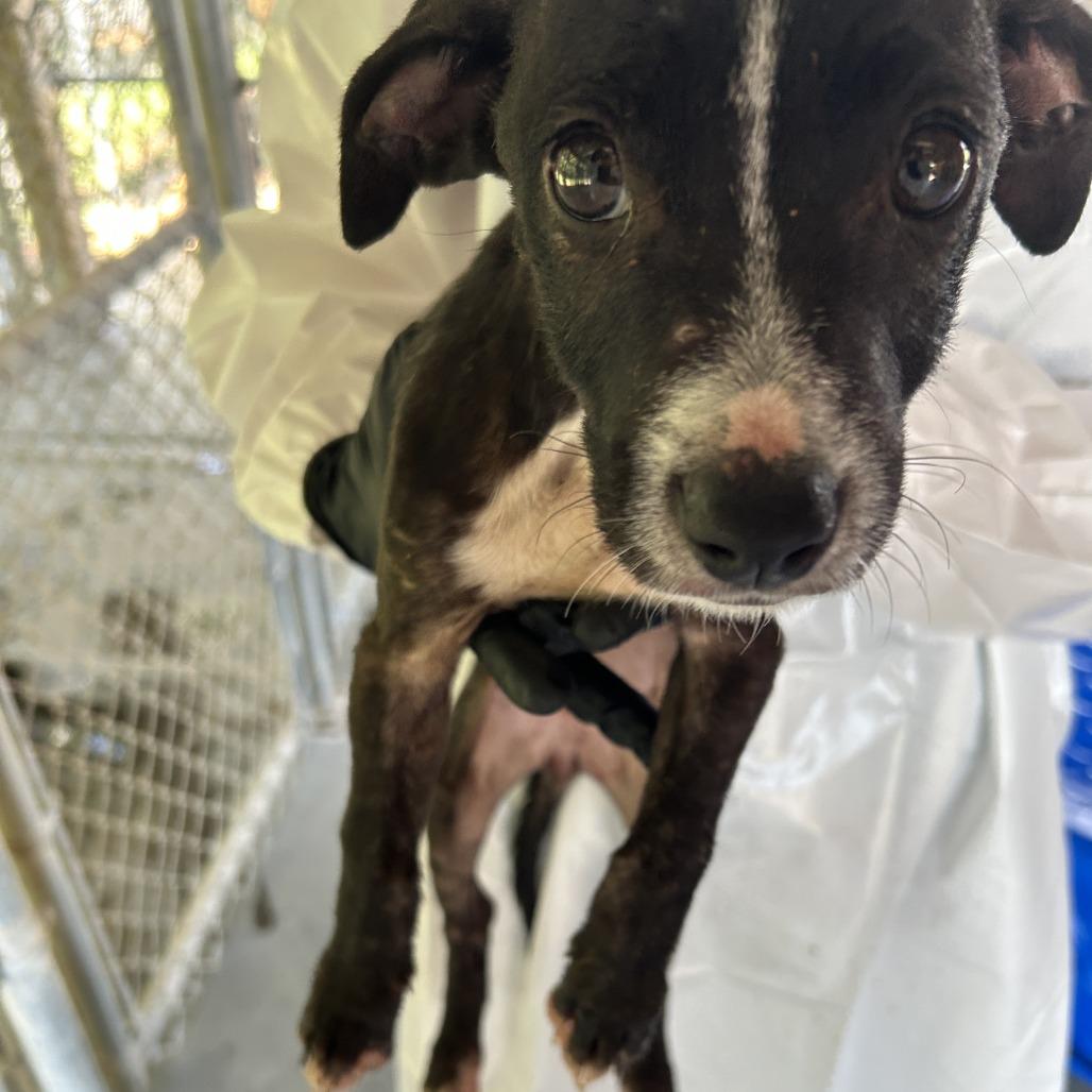 Pipit, Adoptable, Puppy Female Pit Bull Terrier & Mixed Breed.