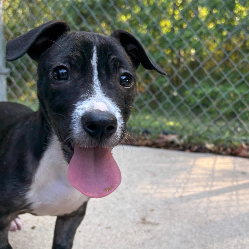 Enlarge Pipit, a Adoptable mixed breed in Cabot, AR image 2/3