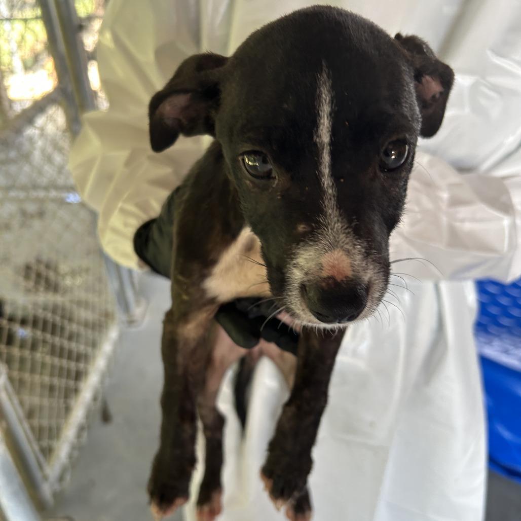 Enlarge Pipit, a Adoptable mixed breed in Cabot, AR image 3/3