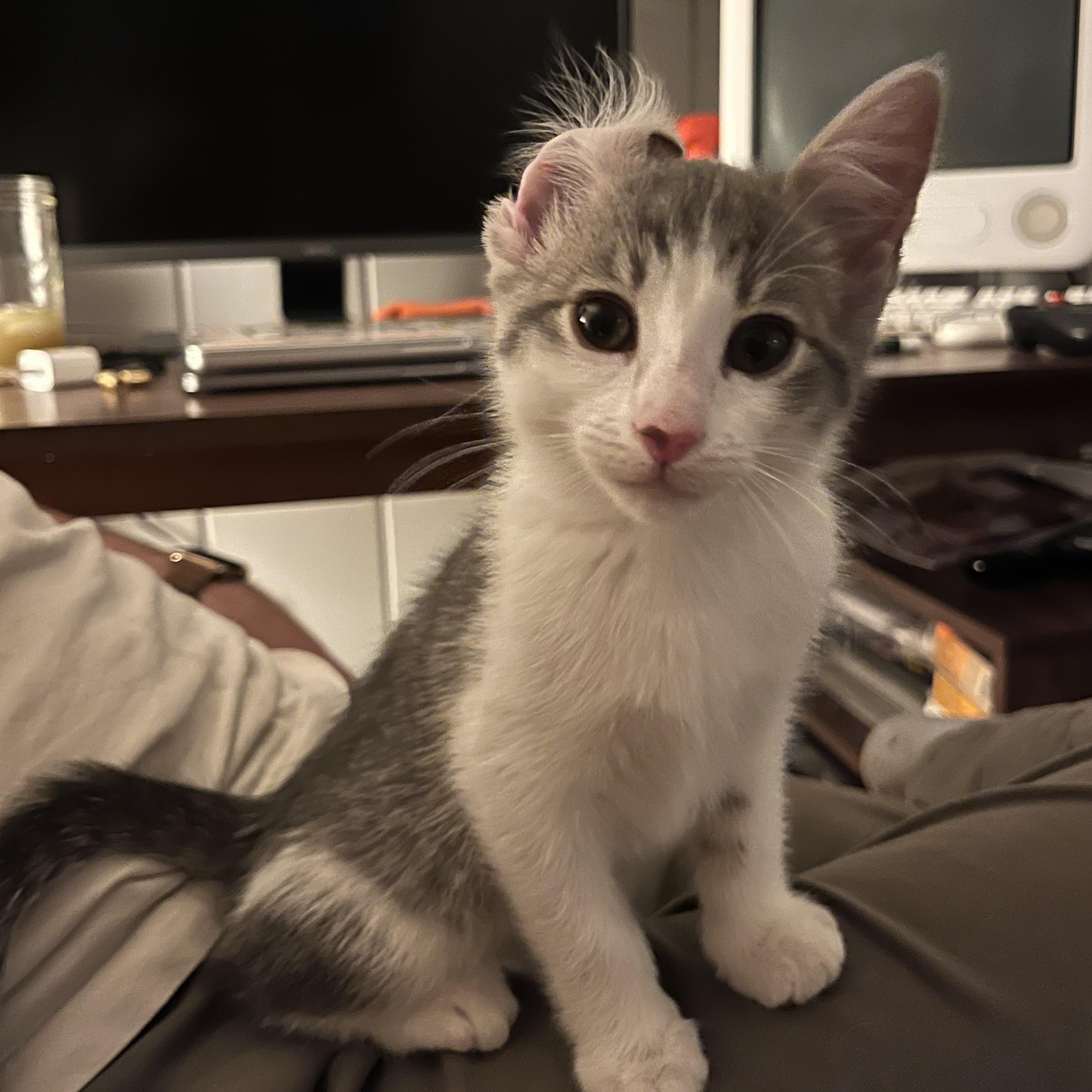 Robin, an adopted mixed breed in Sherman Oaks, CA image 1/6