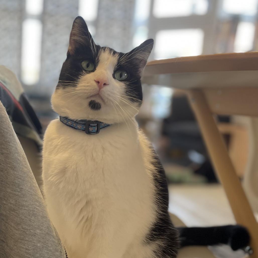 Enlarge Cranberry Juice, a Adoptable Domestic Short Hair in St. Louis, MO image 1/6