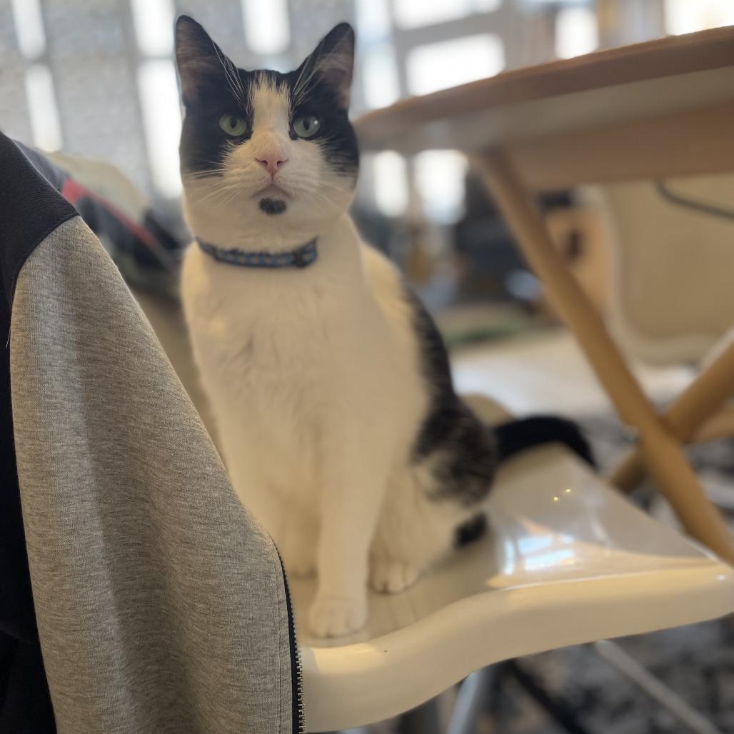 Enlarge Cranberry Juice, a Adoptable Domestic Short Hair in St. Louis, MO image 2/6