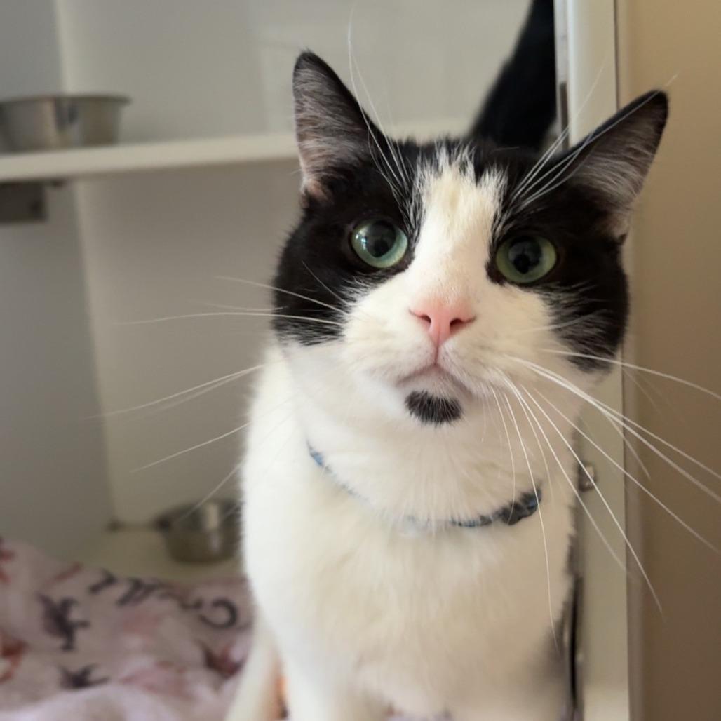 Enlarge Cranberry Juice, a Adoptable Domestic Short Hair in St. Louis, MO image 3/6