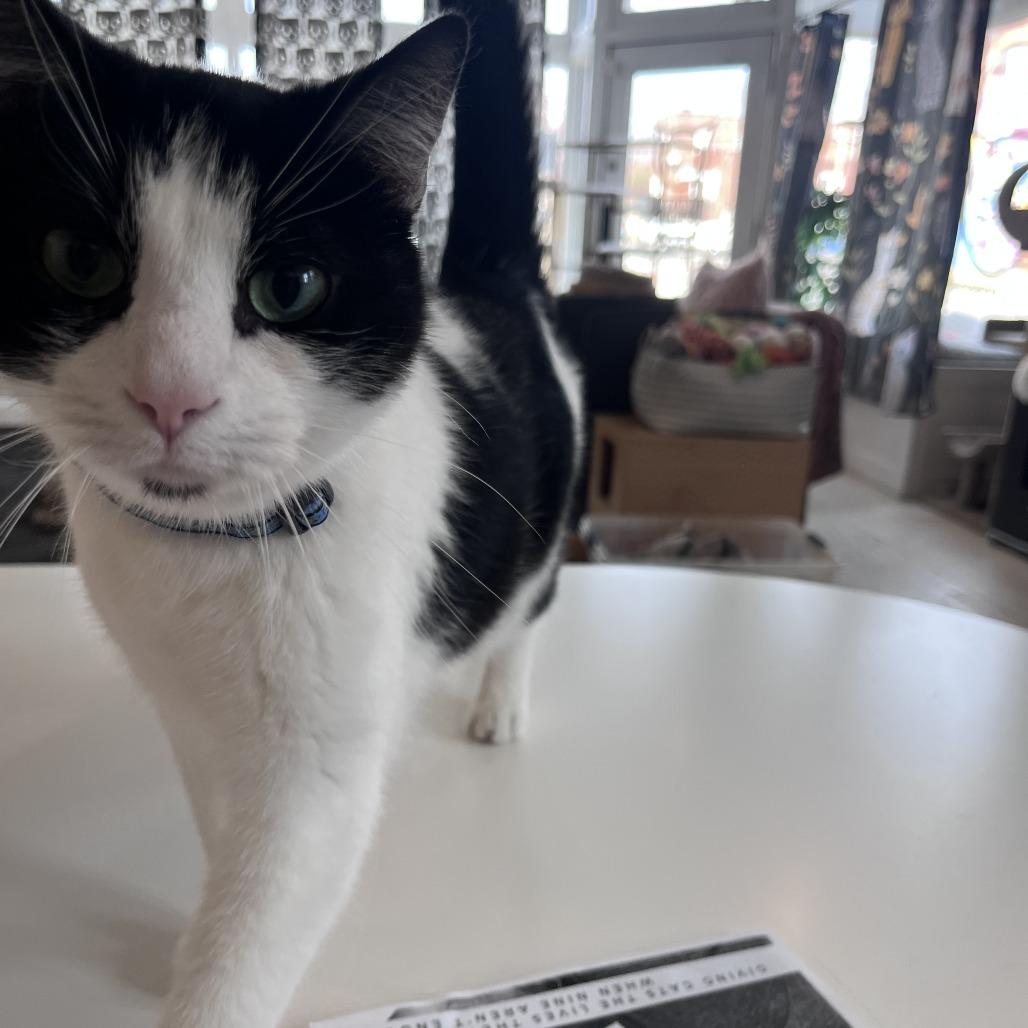 Enlarge Cranberry Juice, a Adoptable Domestic Short Hair in St. Louis, MO image 4/6