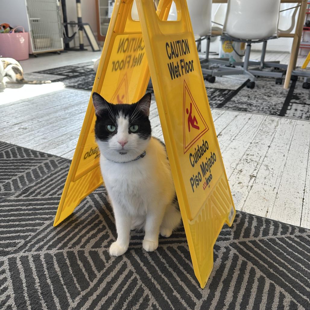 Enlarge Cranberry Juice, a Adoptable Domestic Short Hair in St. Louis, MO image 6/6