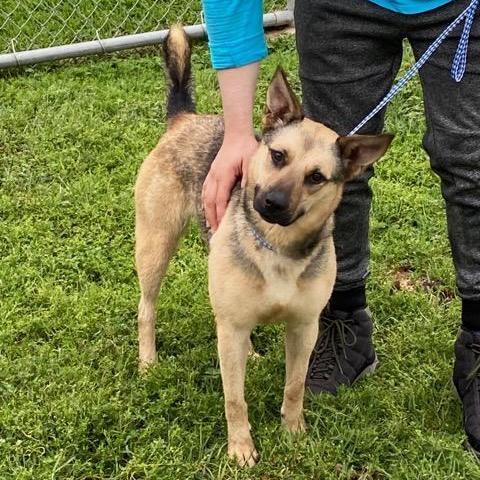 Macy, Adoptable, Young Female Shepherd.