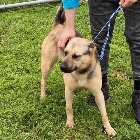 Enlarge Macy, a Adoptable mixed breed in Portland, OR image 2/13