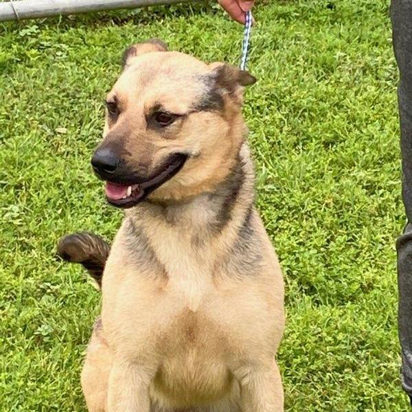 Enlarge Macy, a Adoptable mixed breed in Portland, OR image 3/13