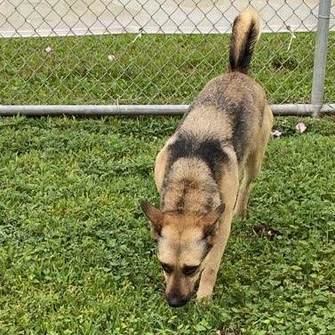 Enlarge Macy, a Adoptable mixed breed in Portland, OR image 4/13