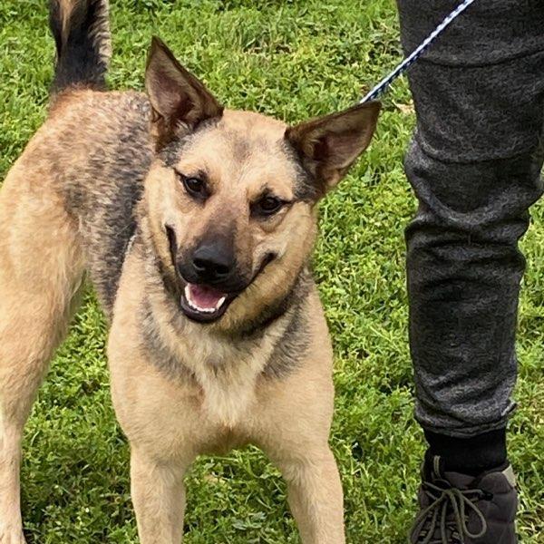 Enlarge Macy, a Adoptable mixed breed in Portland, OR image 5/13