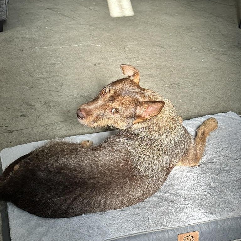 Enlarge Adeen (Courtesy Post), a Adoptable mixed breed in Redwood City, CA image 6/6