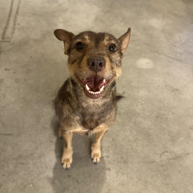 Enlarge Adeen (Courtesy Post), a Adoptable mixed breed in Redwood City, CA image 2/6