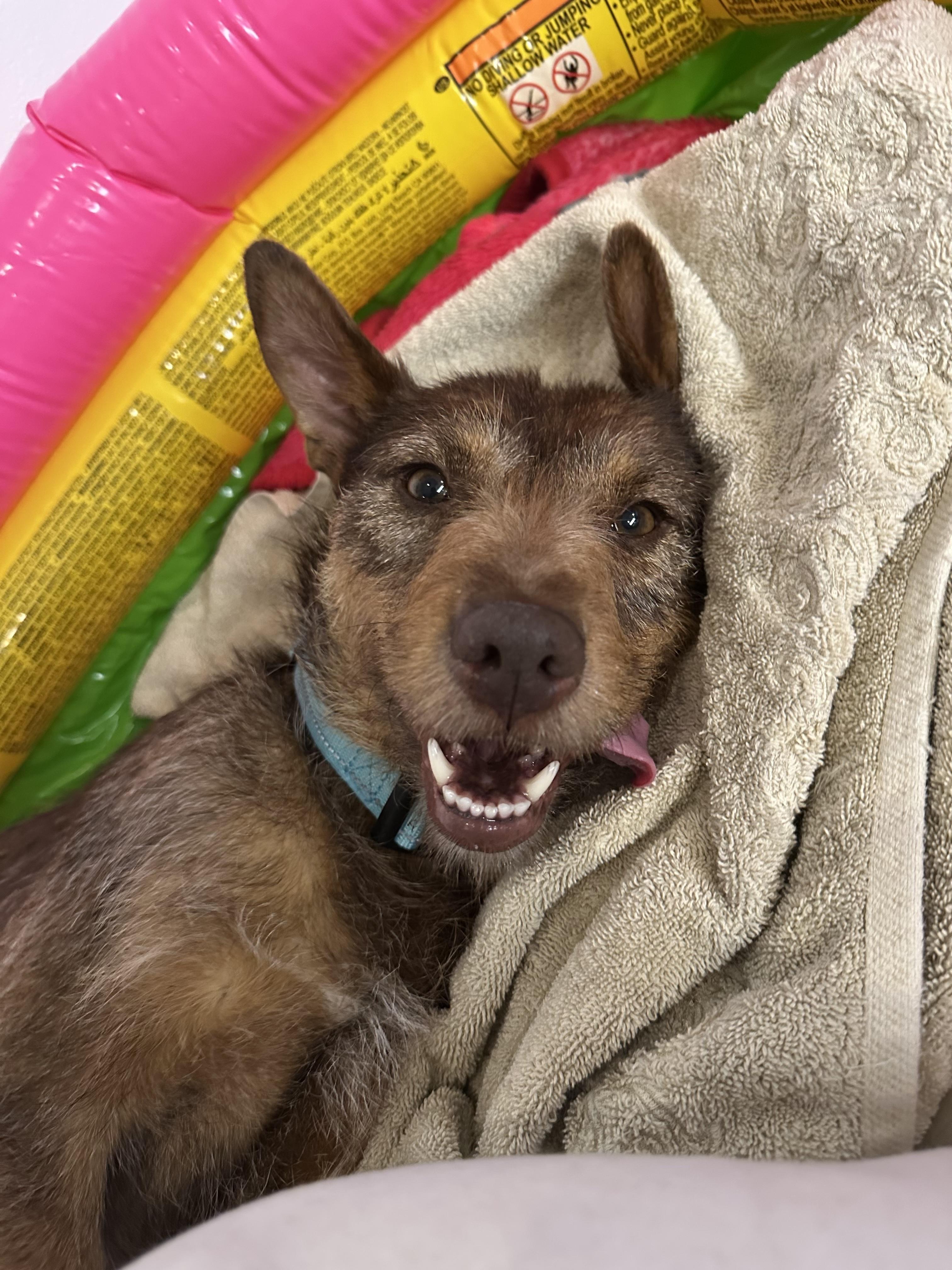 Adeen (Courtesy Post), Adoptable, Young Female Terrier.