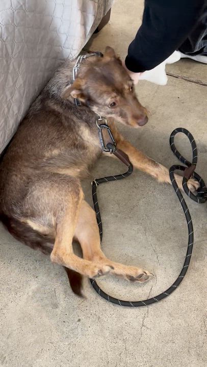 Enlarge Adeen (Courtesy Post), a Adoptable mixed breed in Redwood City, CA video 4/6