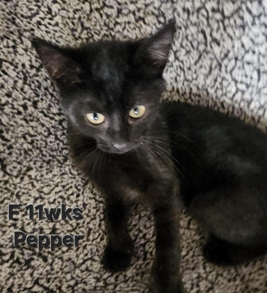 Pepper, adopted, Kitten Female Domestic Short Hair.