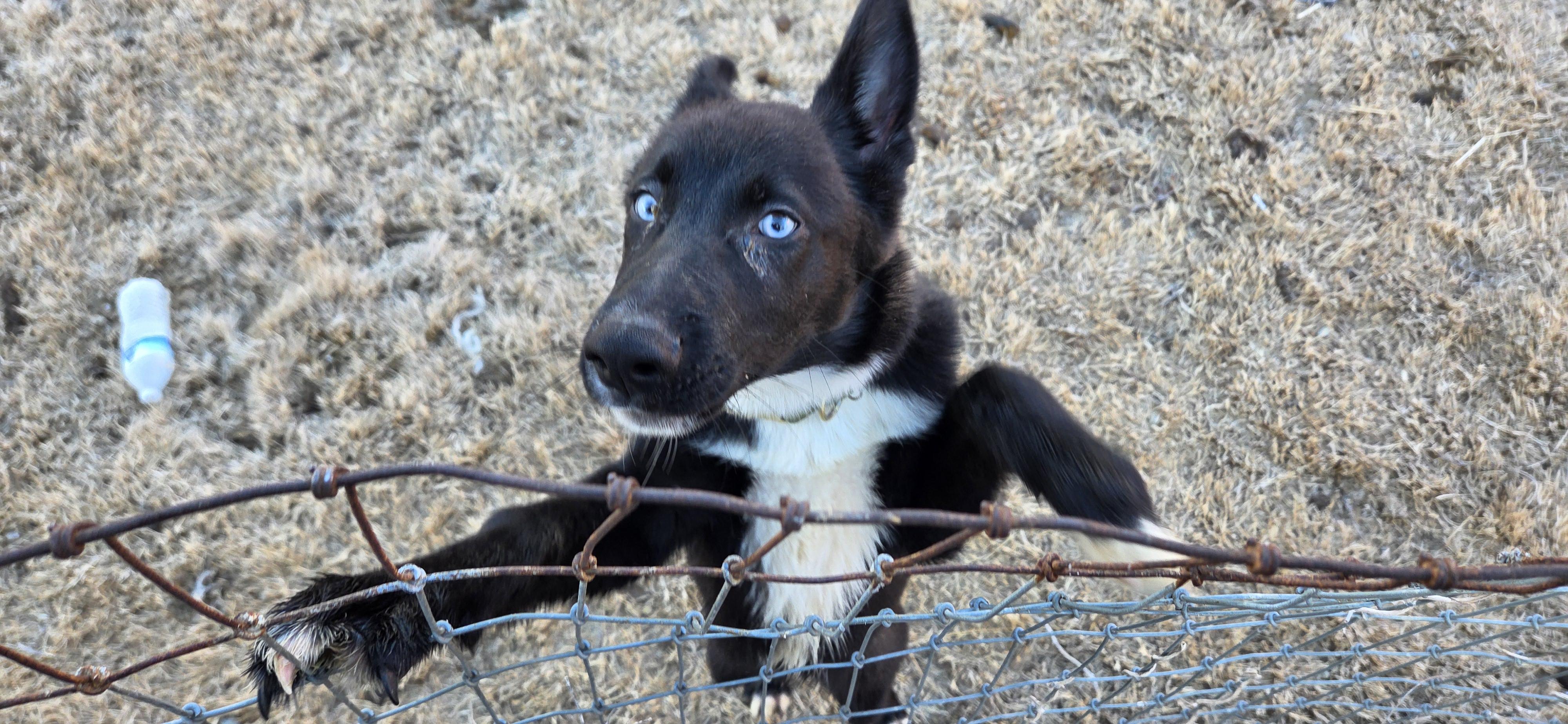 Sam, adoptable, Young Male Siberian Husky.