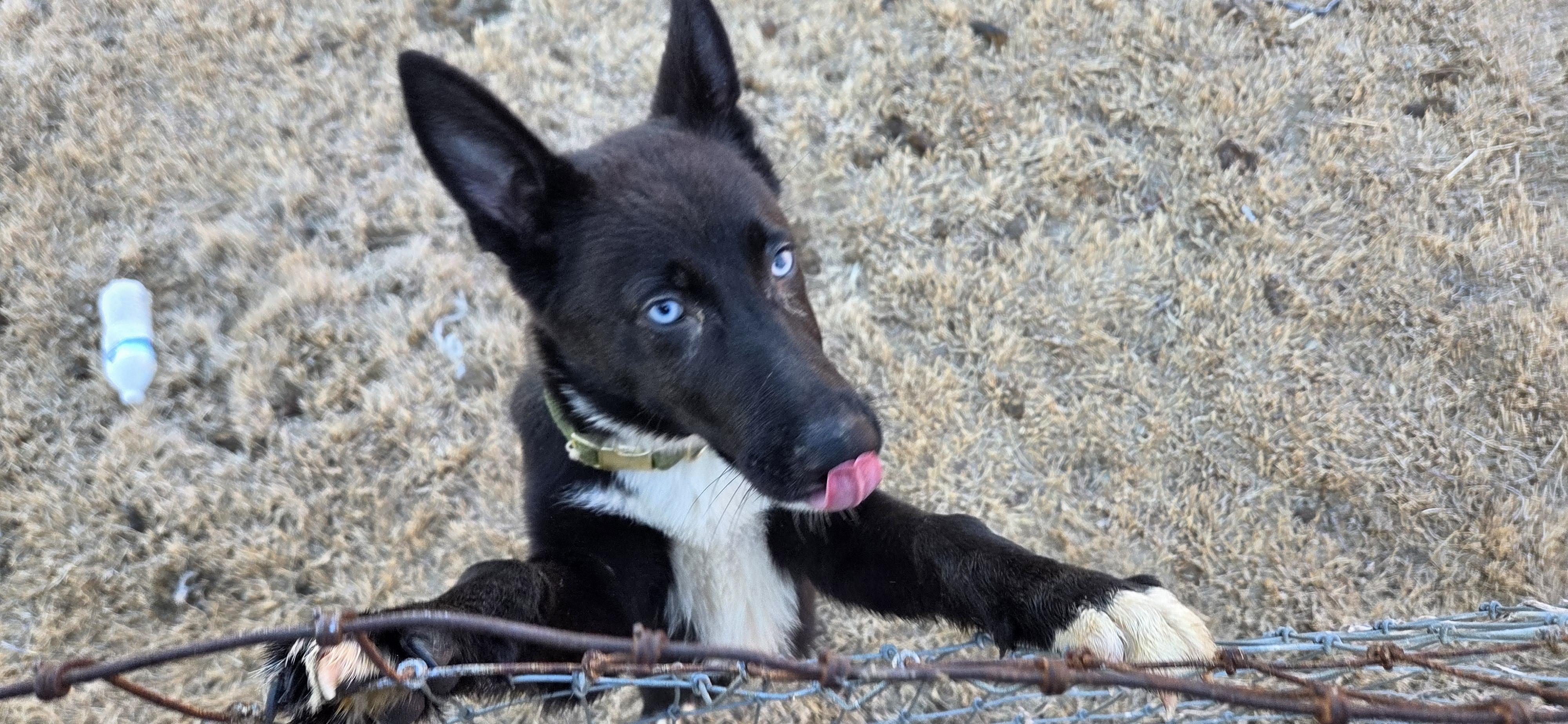 Enlarge Sam, an adoptable Siberian Husky in Evansville, IN image 2/2