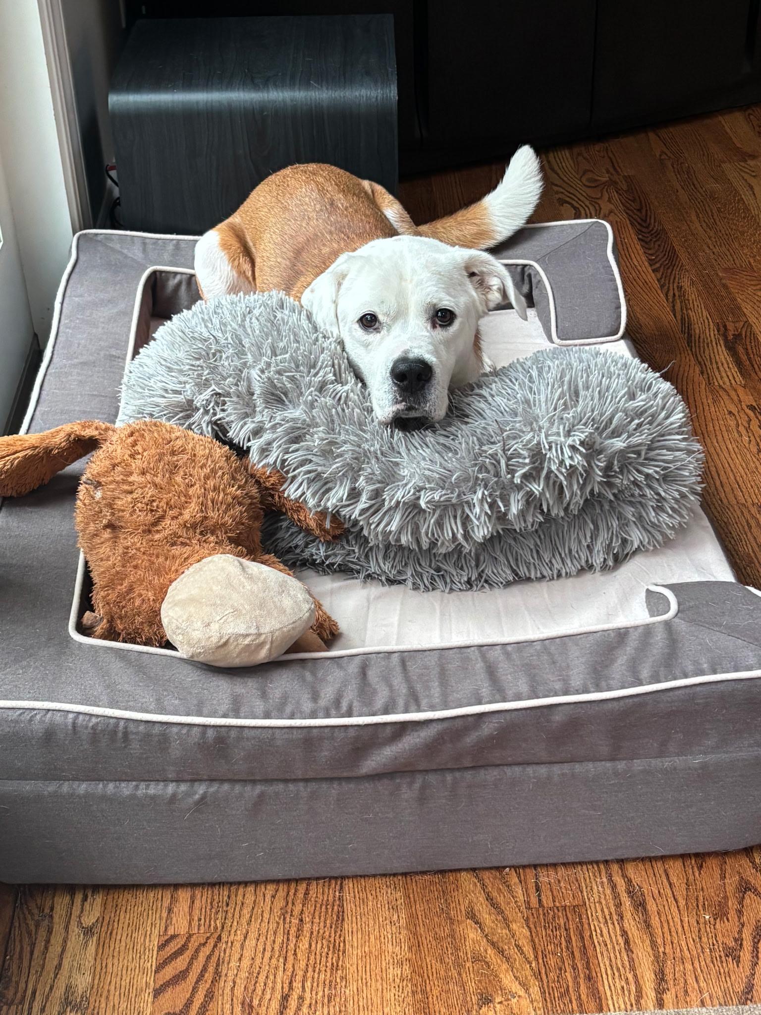 Enlarge BEAR, a Adoptable mixed breed in Huntington, NY image 1/4