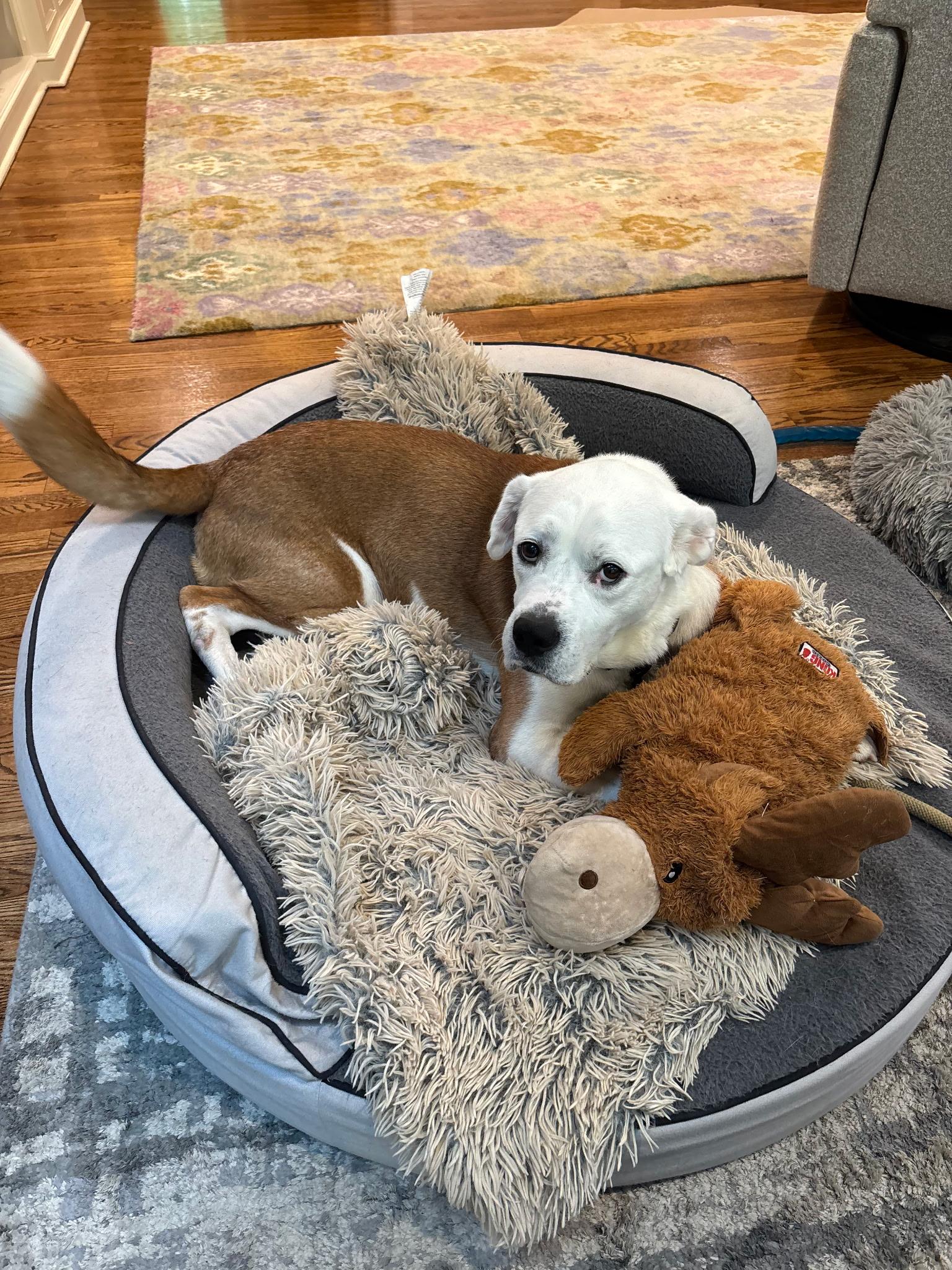 Enlarge BEAR, a Adoptable mixed breed in Huntington, NY image 2/4