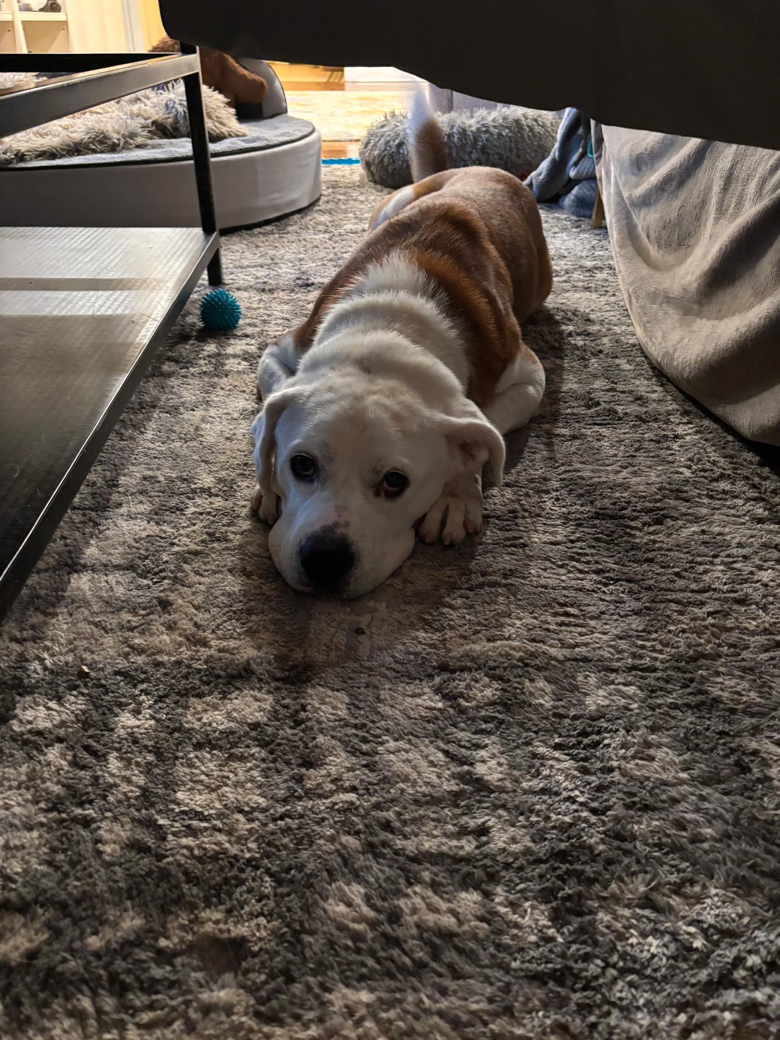 Enlarge BEAR, a Adoptable mixed breed in Huntington, NY image 3/4