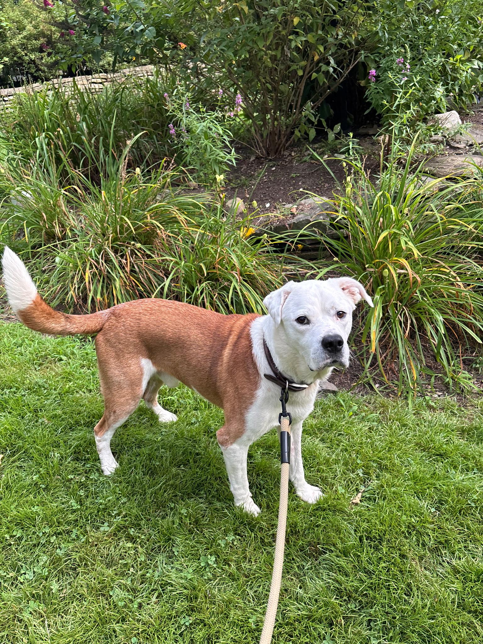 Enlarge BEAR, a Adoptable mixed breed in Huntington, NY image 4/4