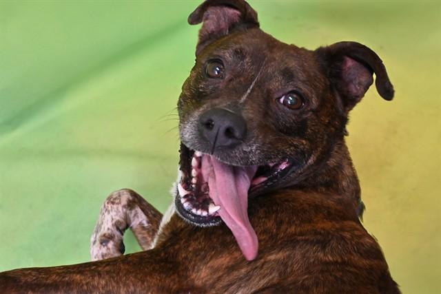 Enlarge ROWIE, a Adoptable mixed breed in Fort Lauderdale, FL image 1/1