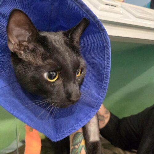 Enlarge Ricky, a Adoptable Domestic Short Hair in Toronto, ON image 1/3