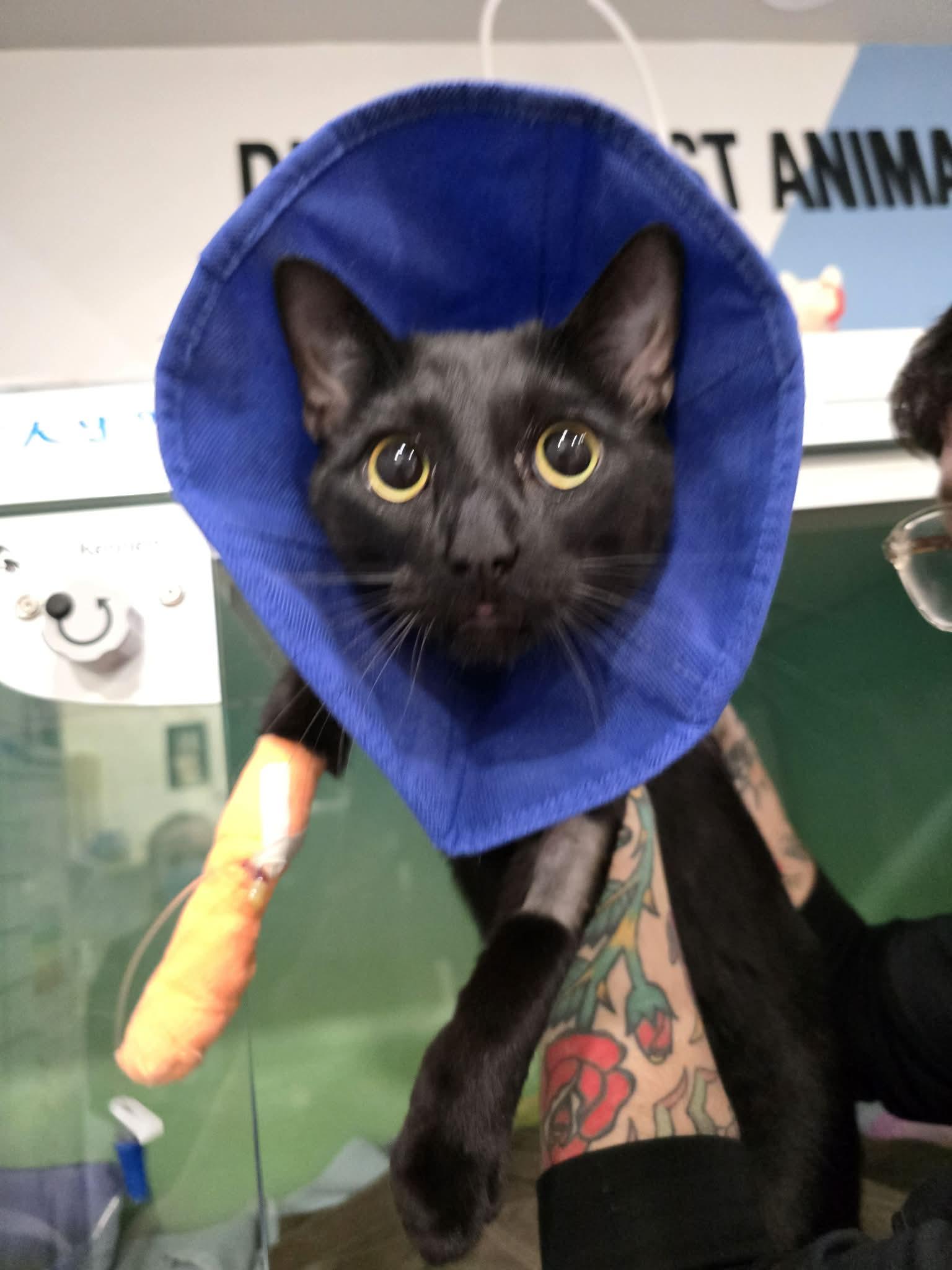 Enlarge Ricky, a Adoptable Domestic Short Hair in Toronto, ON image 2/3