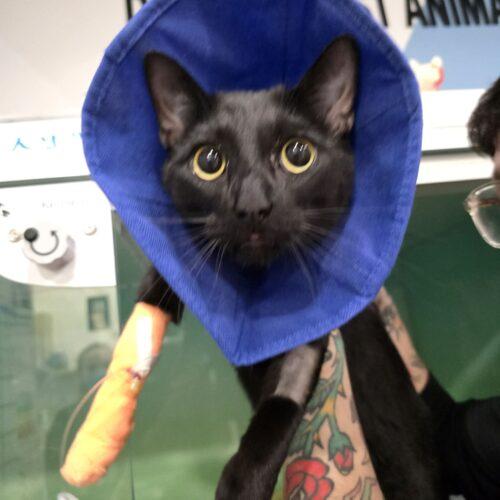 Enlarge Ricky, a Adoptable Domestic Short Hair in Toronto, ON image 3/3