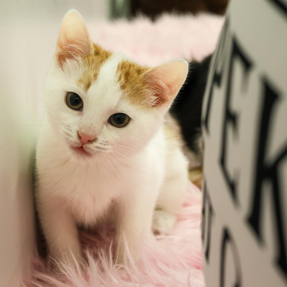 Enlarge **Cat Cafe** Blue Cheese, a Adoptable Domestic Short Hair in Topeka, KS image 2/3