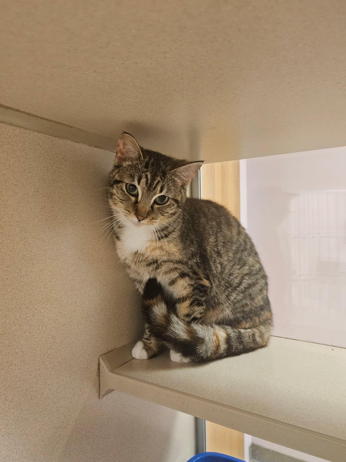 Enlarge Drizzle, an adopted Domestic Short Hair in Mansfield, OH image 1/1